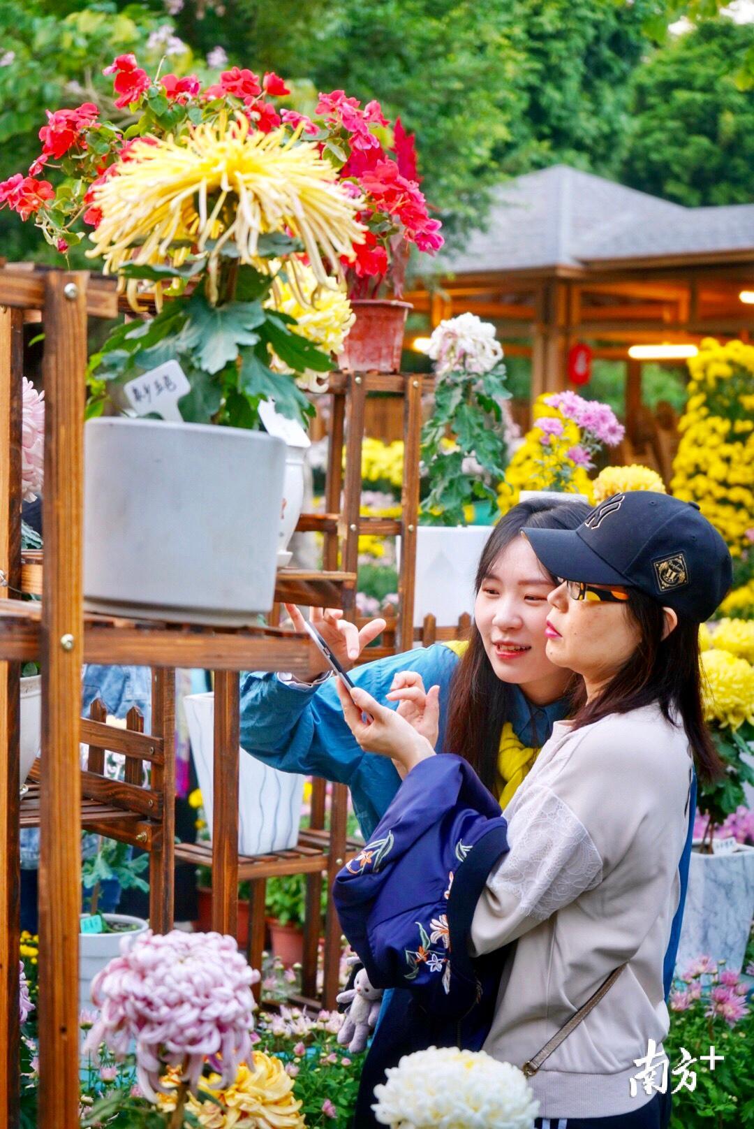 本次展览中，有不少菊花是中山公园培育且参赛获奖的盆景作品。