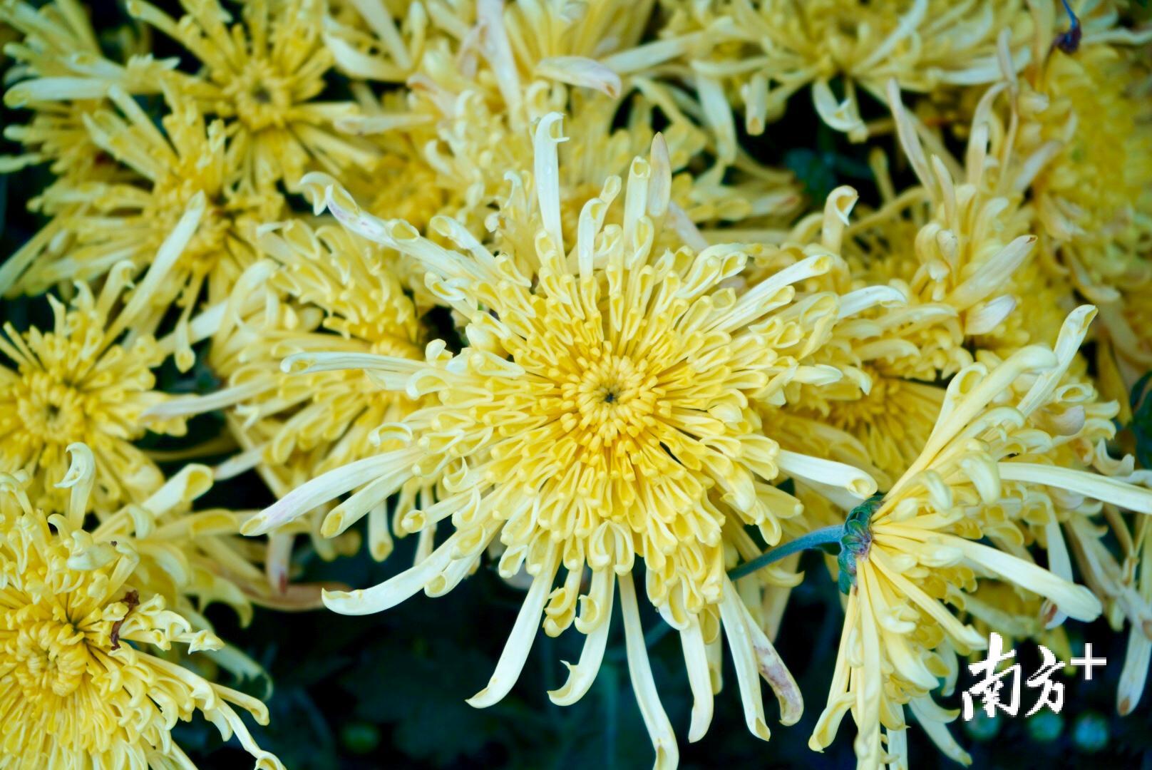 金秋赏菊正当时。