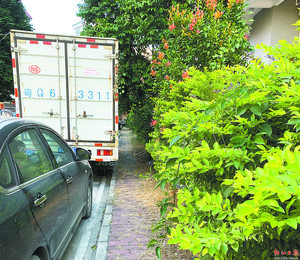 人行道的绿化植物生长茂盛。朱俏施 摄