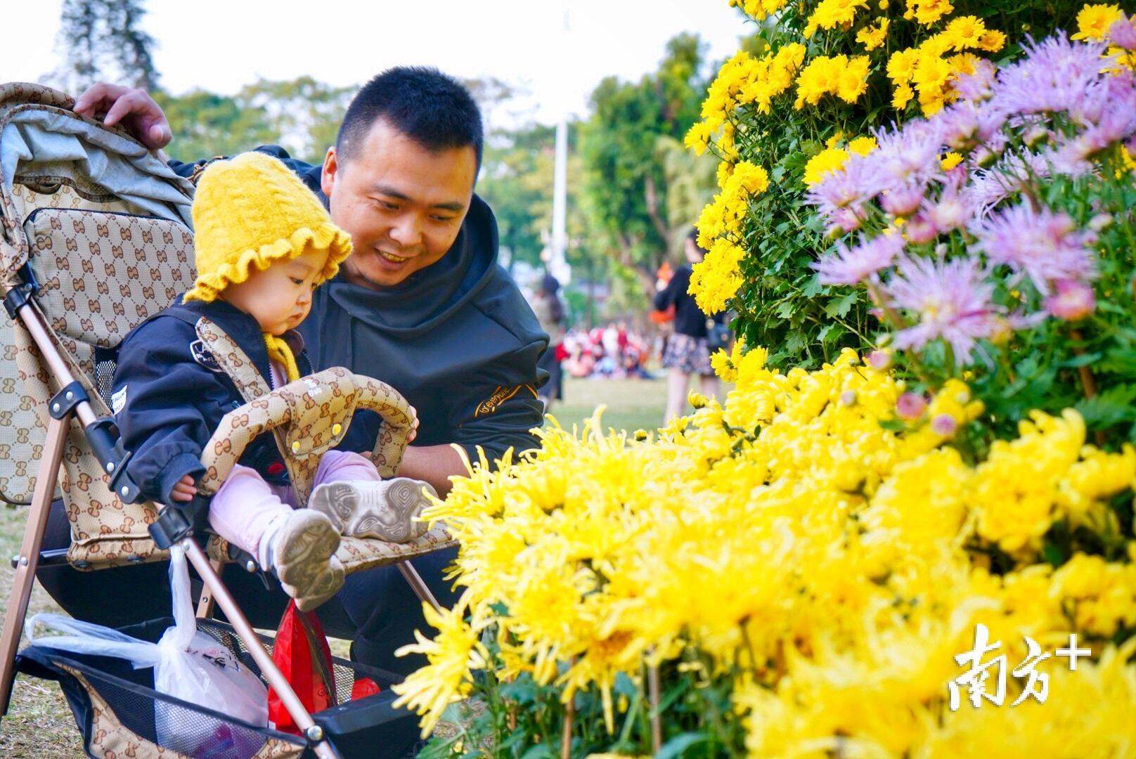 成功举办了33届的群众菊花展览，是汕头市民的集体记忆。