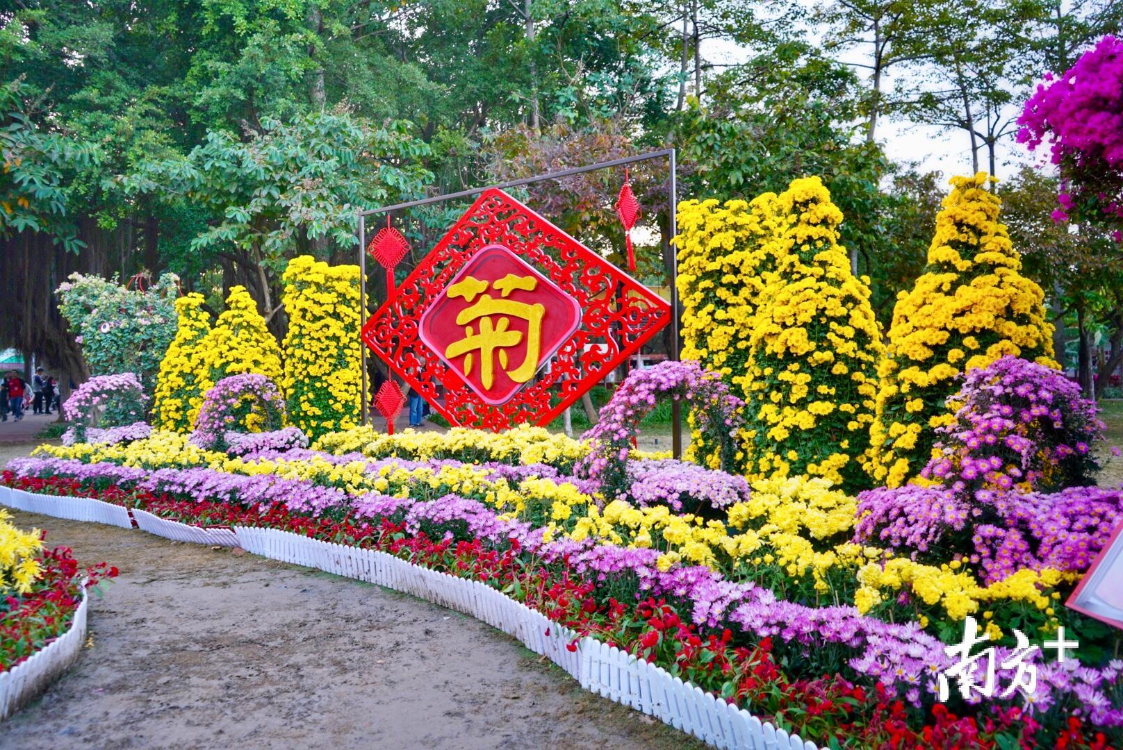 菊展共展出菊花及其他花卉5.5万盆。