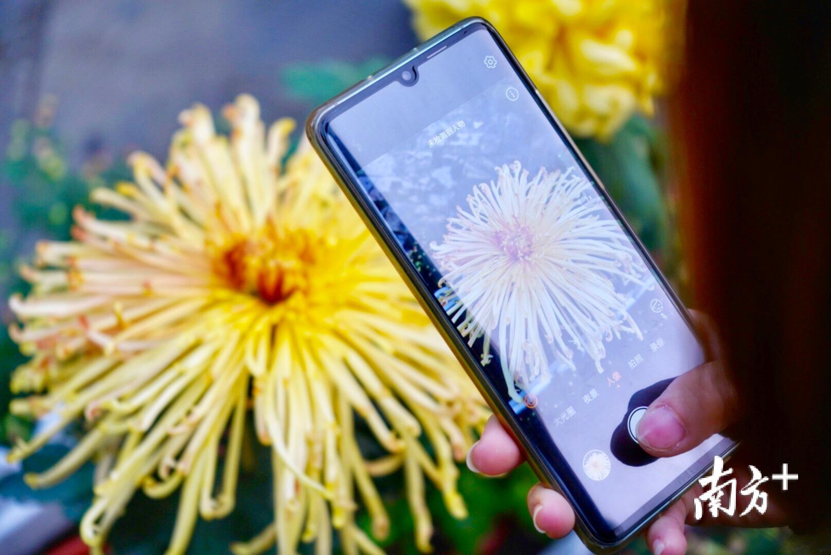 花开正艳，市民随手拍也可成为“大片”。