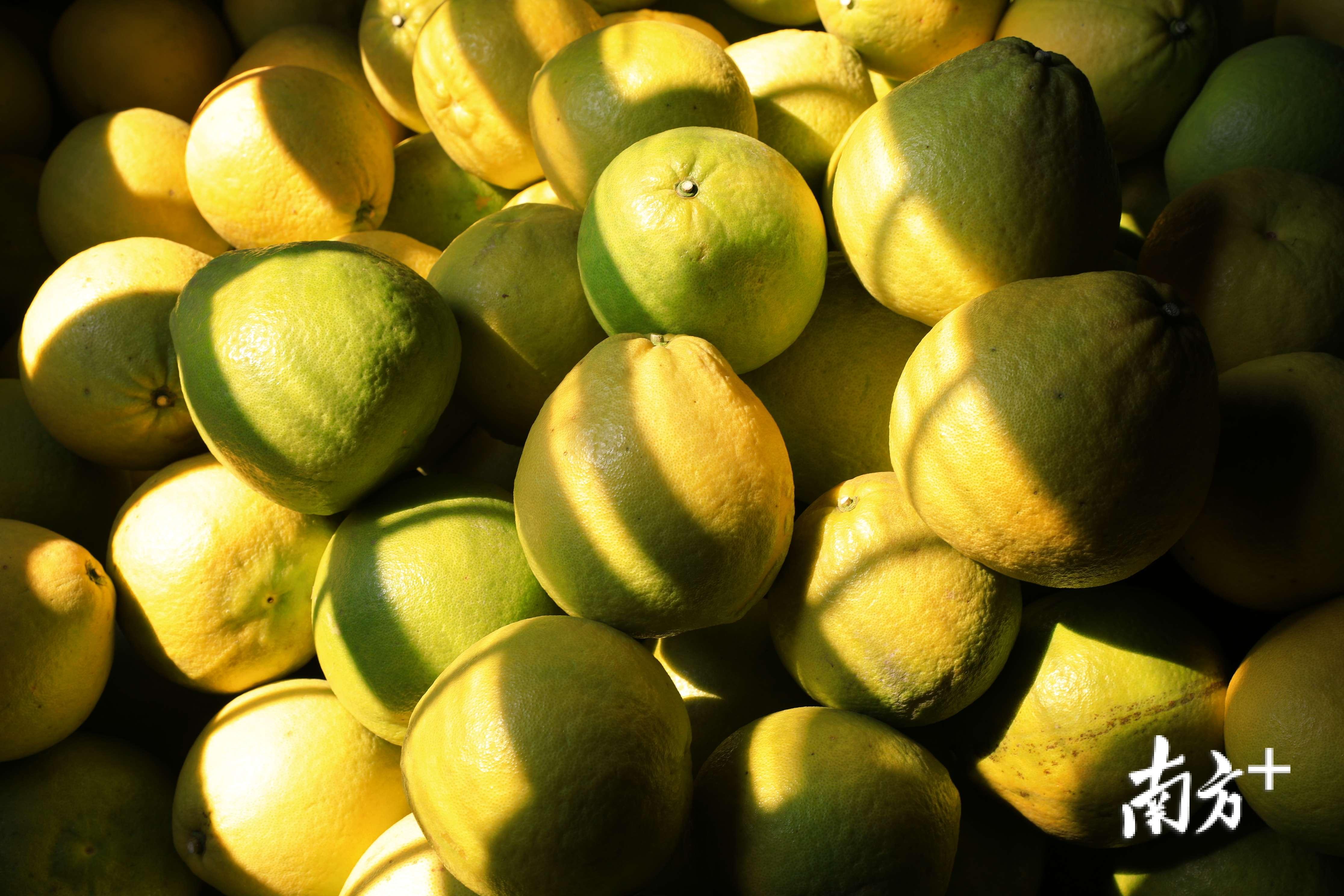 棒仁化贡柑和长坝沙田柚成粤字号新星