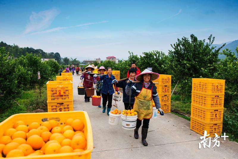 贡柑丰收。马联合 摄