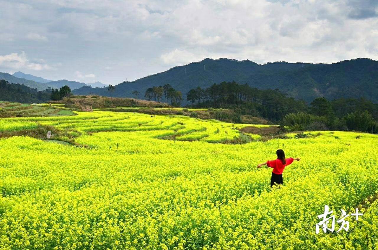白石油菜花梯田。 白石油菜花梯田。