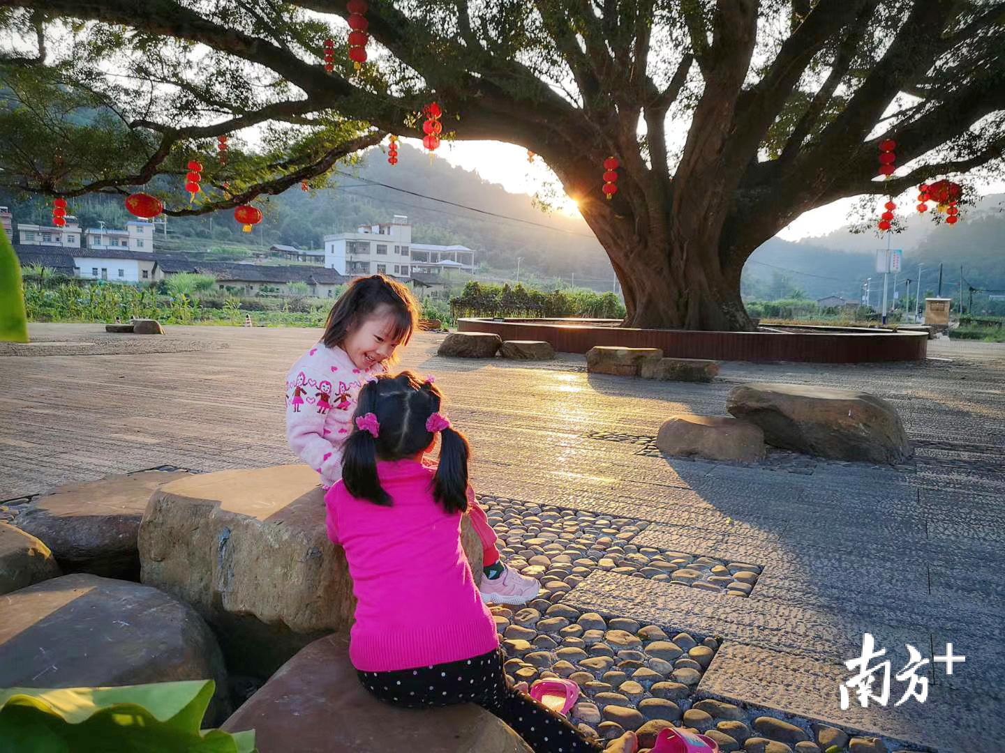 江湾湖洋村大榕树广场。 江湾湖洋村大榕树广场。