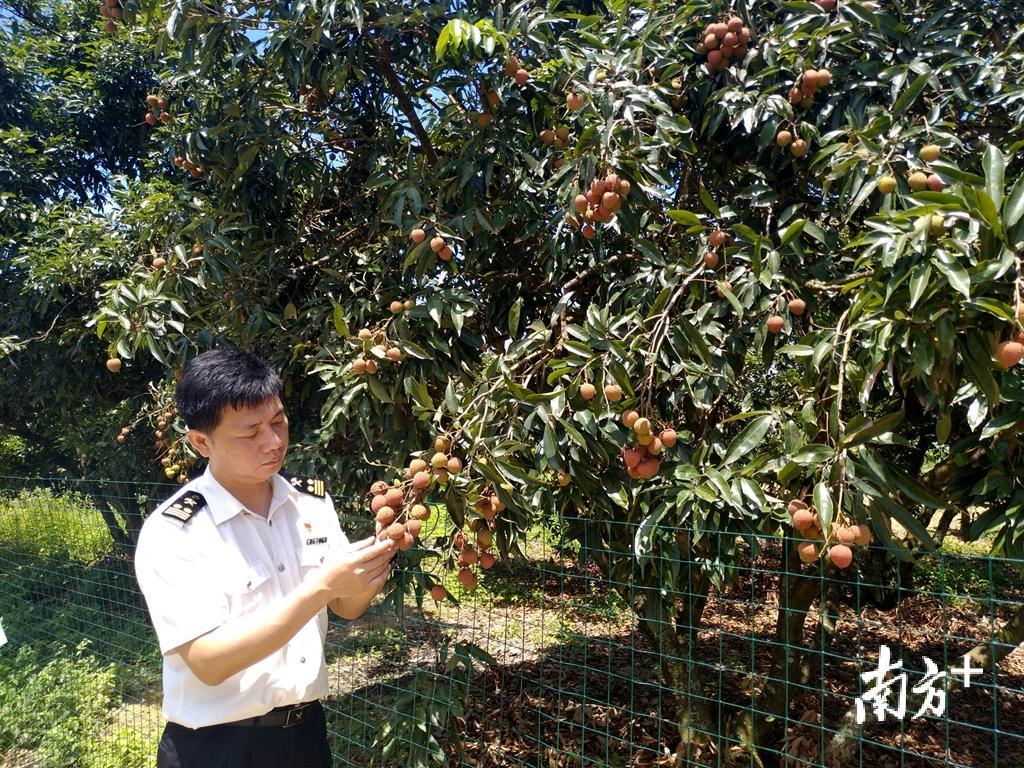 潮阳海关对特色农产品质量进行监管。郑永铭 摄