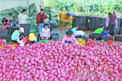 火龙果是遂溪主要的经济作物，种植面积约10万亩，年产值超过20亿元。