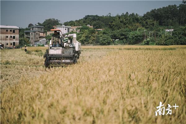 黄 色:惠州有140865.13公顷的耕地面积,每年的收割季节,惠州的农田里处处金黄。 黄 色:惠州有140865.13公顷的耕地面积,每年的收割季节,惠州的农田里处处金黄。
