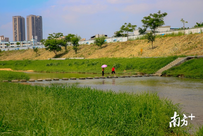 深圳東莞協同共治茅洲河汙染,臭水溝蝶變成生態公園