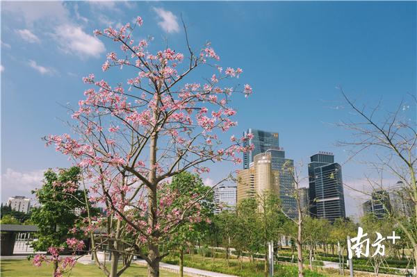 紫 色:正值冬季,南国的“美人树”异木棉开满大街小巷,紫中带粉,让惠州更具浪漫气质。 紫 色:正值冬季,南国的“美人树”异木棉开满大街小巷,紫中带粉,让惠州更具浪漫气质。