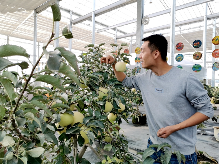 北方苹果树在博罗成功种植，结出累累果实。