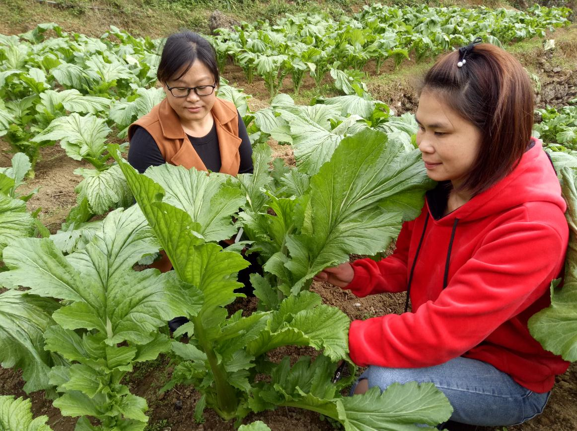 信宜錢排大芥菜因冷而熱成時令搶手菜