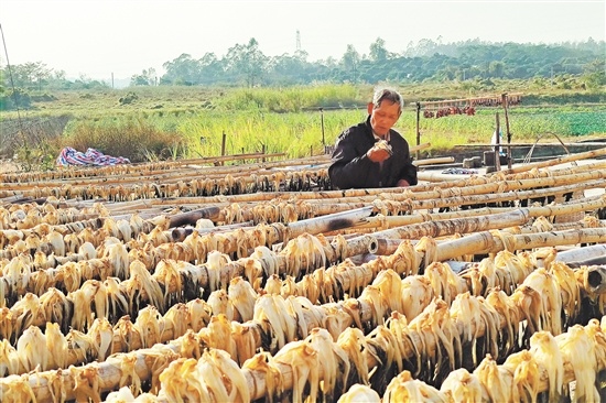 晾晒场竹架上的一排排菜干错落有致,香味扑鼻。 晾晒场竹架上的一排排菜干错落有致,香味扑鼻。