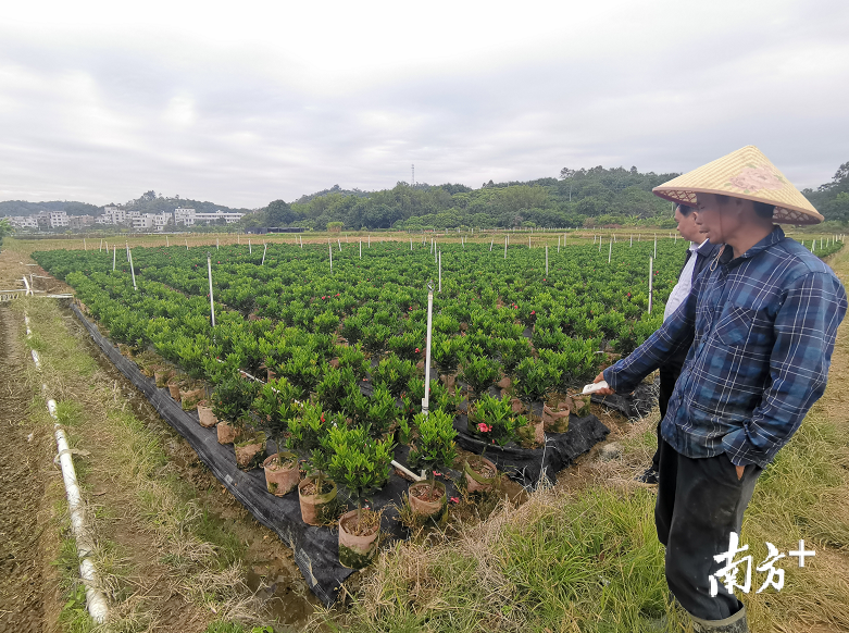 润华合作社技术指导关荣进在介绍云径村花茶种植情况。刘栋铭 摄