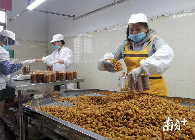 根子镇一企业车间内正在包装桂圆肉作年货供应。刘栋铭 摄