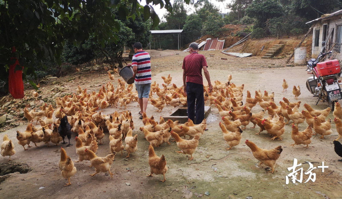 户外放养的小坑土鸡。