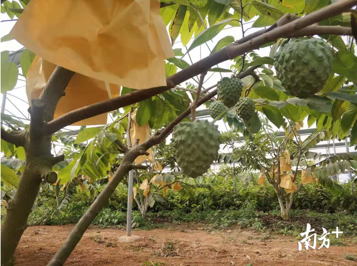 釋迦果種植形成小熱潮13日上午,湛江市湖光農場幾十位麻章區調塾村的