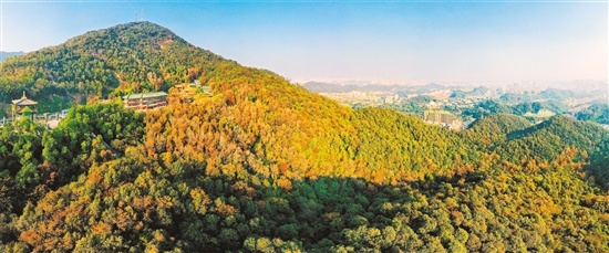 在太阳的映照下,枫叶流丹,层林尽染,棕红黄橙绿,五彩斑斓。 在太阳的映照下,枫叶流丹,层林尽染,棕红黄橙绿,五彩斑斓。