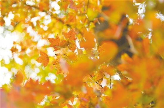 树上的红叶红得剔透。 树上的红叶红得剔透。