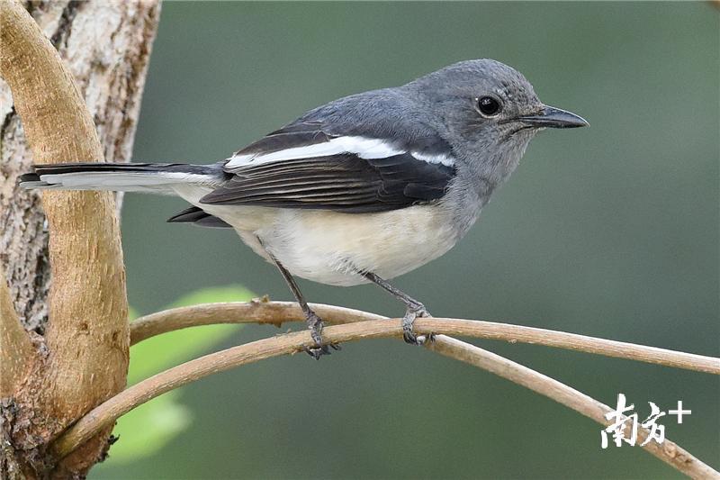 组图| 候鸟归来,惠州西湖再迎鸟类盛会_南方plus_南方