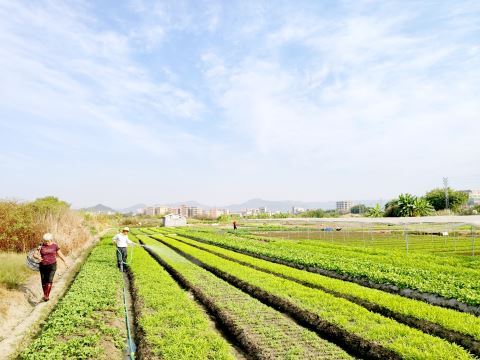 南径镇成片的蔬菜种植基地，成了兴农富民的“绿色银行”。张晓生 摄