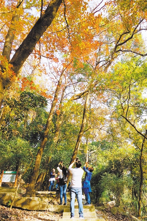 圭峰红叶吸引不少市民、游客、摄影爱好者前来观赏、拍摄。 圭峰红叶吸引不少市民、游客、摄影爱好者前来观赏、拍摄。