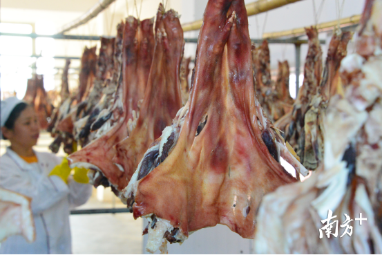 东陂腊味的工艺特点在于利用当地的自然条件进行风干，不经烘烤或者烟熏，不添加亚硝酸盐和防腐剂。记者黄津 摄