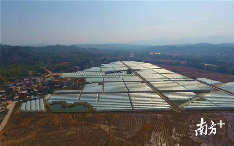 项目将打造成一个800至1000亩的大型大棚辣椒种植基地。陈咏怀摄 项目将打造成一个800至1000亩的大型大棚辣椒种植基地。陈咏怀摄