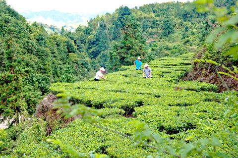 良田乡茶叶的生产基地，漫山遍野的茶树成排延伸。李维照 摄