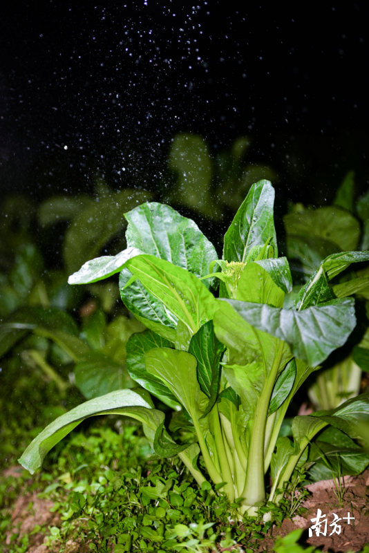 吃花生麸、喝山泉水“长大”的连州菜心。