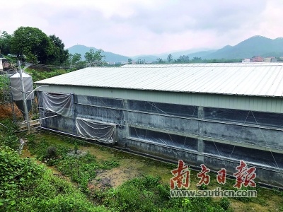 簕竹镇云秋洞养殖小区，以“温氏＋县政府扶贫平台公司＋基地（养殖小区）”模式推动产业扶贫项目。梁晓珺 摄