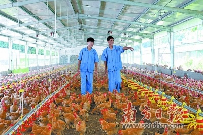 簕竹是现代化农牧业聚集地。受访者供图 簕竹是现代化农牧业聚集地。受访者供图