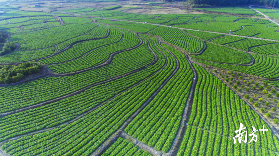 连州菜心种植面积从2011年的1.8万亩增至如今的10万多亩。
