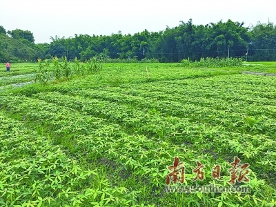 太平镇罗陈村开展种植发财树、绿宝树帮扶项目。受访者供图