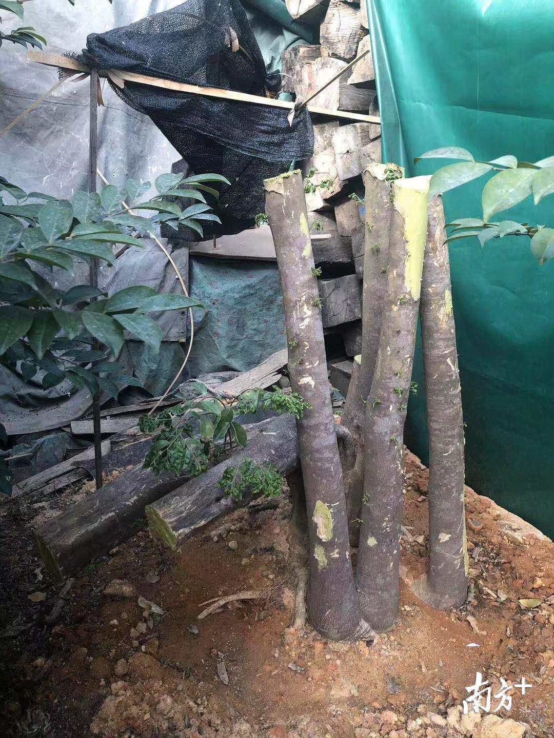 近年来，蔡志强拯救不少野生莞香。（张晓敏摄）
