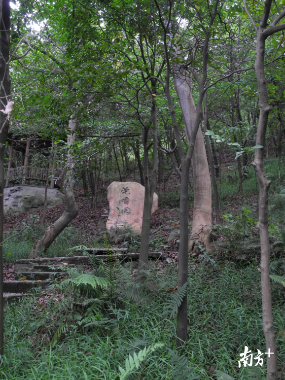 老莞香园，位于植物园尖平山，现存莞香树约370多棵。（受访者供图）