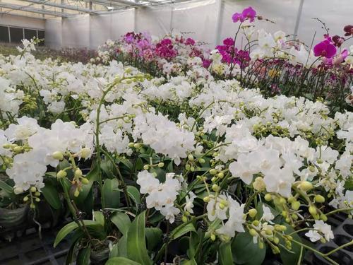 台创园文德兰业生产基地各色热带兰花令人目不暇接。
