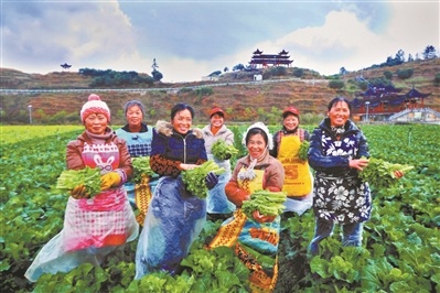 黔南州墨冲镇的菜地上,菜农展示着新鲜的蔬菜。广州日报全媒体记者杨耀烨 摄 黔南州墨冲镇的菜地上,菜农展示着新鲜的蔬菜。广州日报全媒体记者杨耀烨 摄