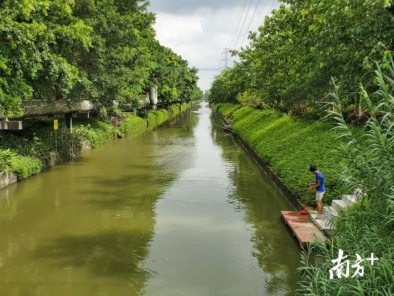 村居河涌整治成效显著。西樵镇供图 村居河涌整治成效显著。西樵镇供图