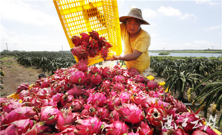 特色优势农业成果丰硕(资料图)。记者李波 张锋锋 刘冀城 吴智恒 摄 