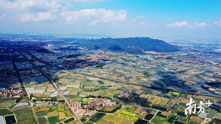 西樵山南侧万亩桑基鱼塘片区航拍图。 西樵镇供图 西樵山南侧万亩桑基鱼塘片区航拍图。 西樵镇供图