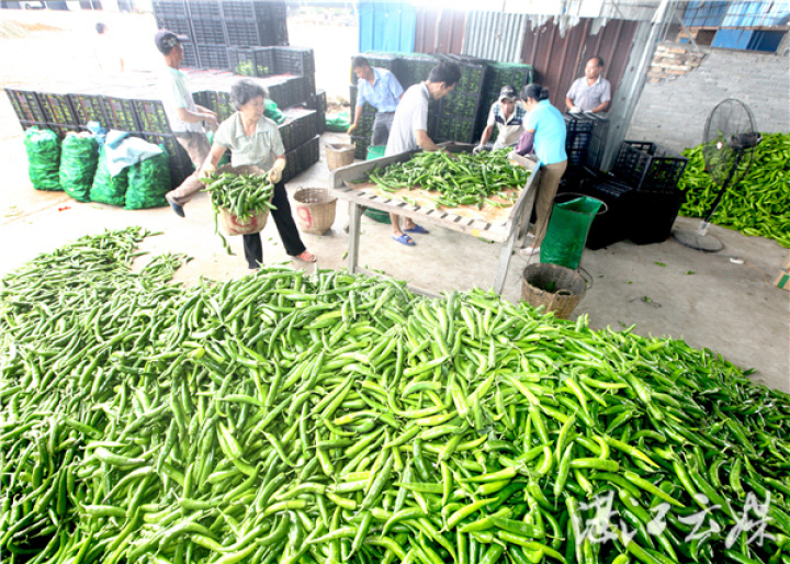遂溪县北坡镇北运菜将销往北方市场。 记者 刘冀城 摄 