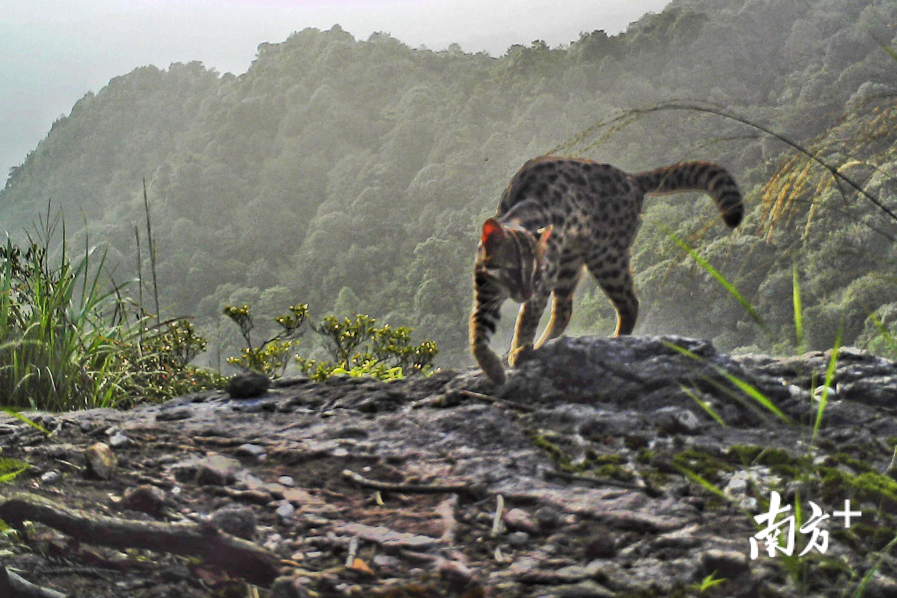 红外相机拍摄到的豹猫（《中国濒危动物红皮书》易危名录）。通讯员供图