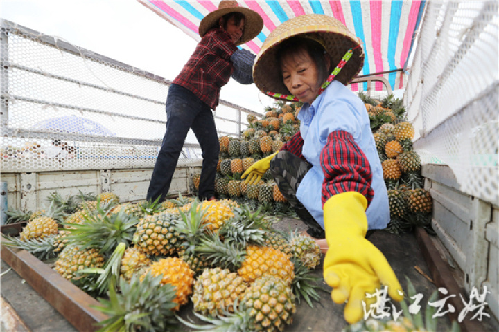 徐闻曲界菠萝正在装车运往全国各地。 记者 李忠 摄 