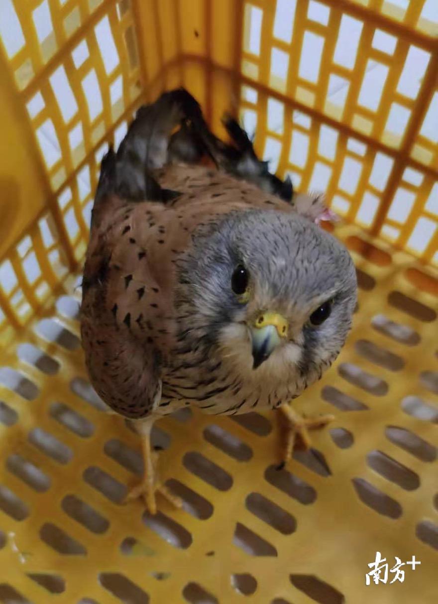 国家二级保护动物红鹰受伤汕头市民与民警紧急救护