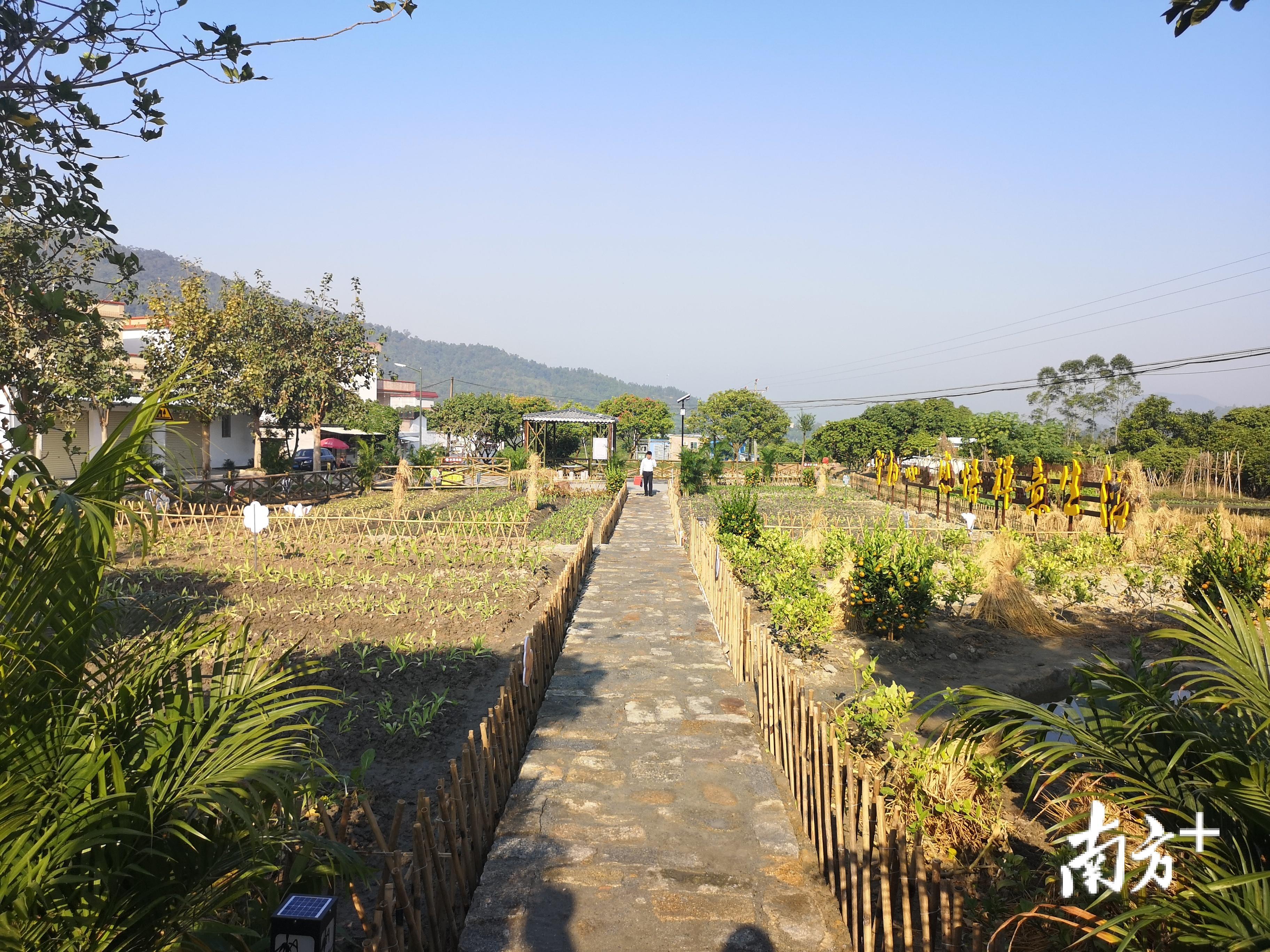 美丽广东发现之旅：清远黎塘湿地油菜花开春色满园 - 哔哩哔哩