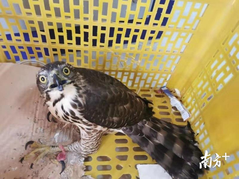 日前汕头市公安局森林分局潮阳派出所救助下来的凤头鹰。 日前汕头市公安局森林分局潮阳派出所救助下来的凤头鹰。
