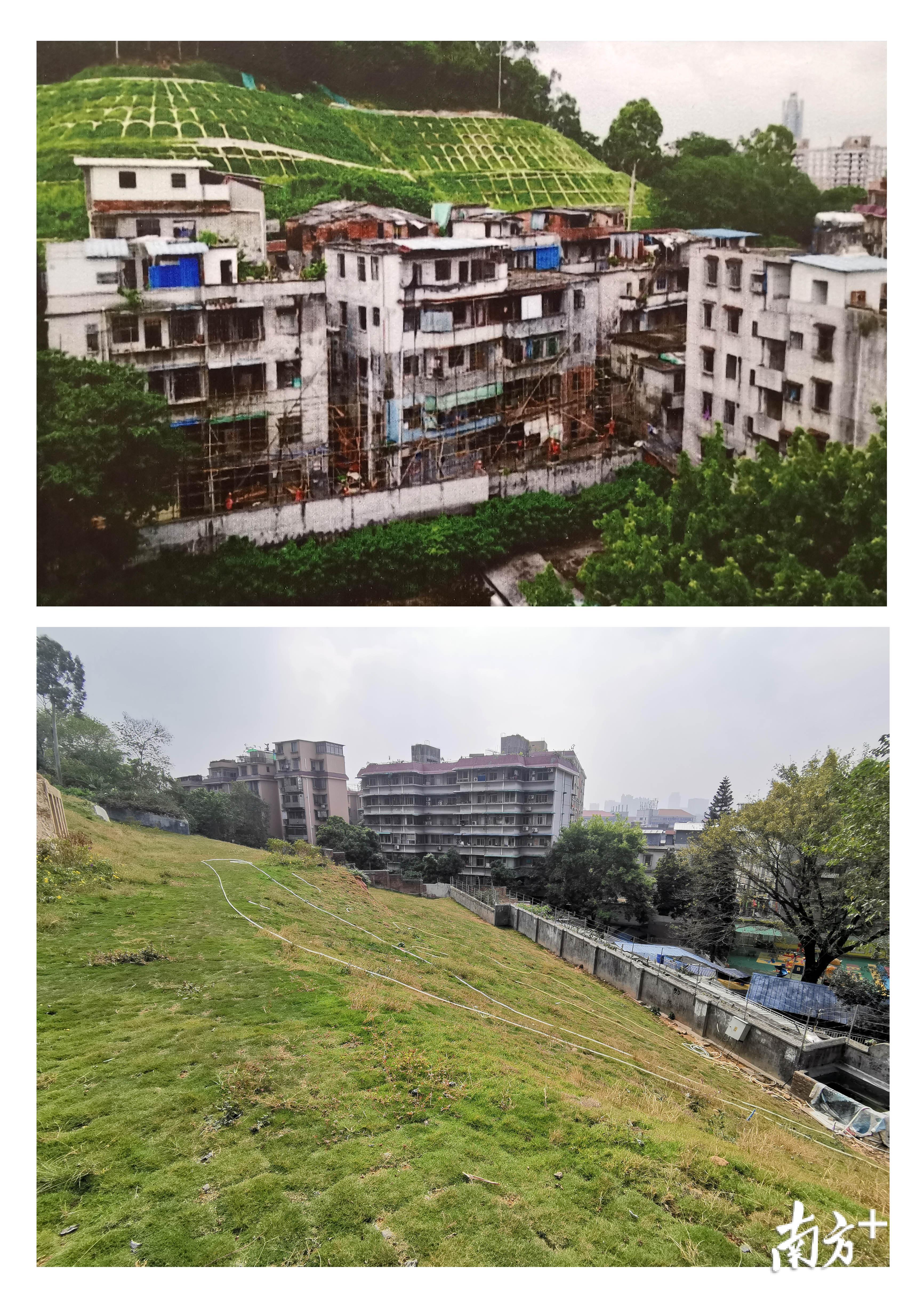 白云山环绿于民项目，白云山小山岗大钵盂拆除前后对比。南方日报记者 肖雄 摄
