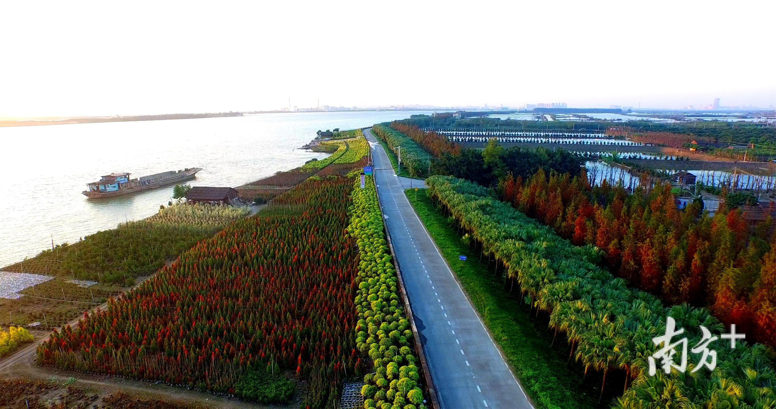 横栏镇西江围堤段绿化景观。横栏镇供图